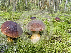 Ceps in wood2