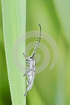 Cerambycidae photo