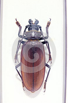 Cerambycidae beetle