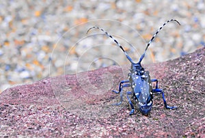 Cerambycidae insects on green leaf in the wild, sothern japan photo