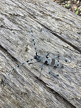 a cerambycidae walks on a dry tree photo