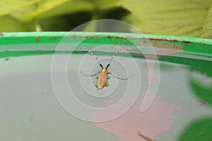Cerambycidae or pruner beetle photo
