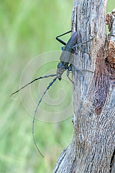 Cerambyx cerdo photo