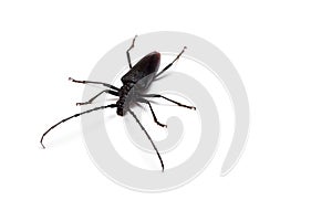 Cerambyx cerdo photo