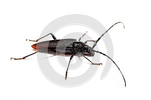 Cerambyx cerdo photo