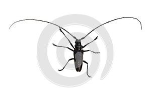 Cerambyx cerdo or large oak mustache beetle.  On a white background