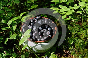 Ceramic bowl with ripe fresh bilberries (Vaccinium myrtillus) among a bilberry bushes in the forest, selective focus