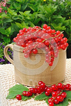 Ceramic cup full of fresh red currant berries