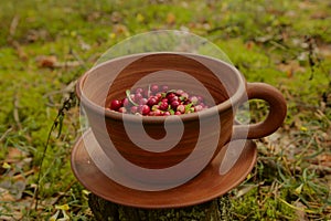 ceramic cup full of lingonberries in the forest