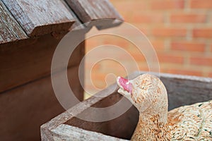 Ceramic duck statue in duck coop