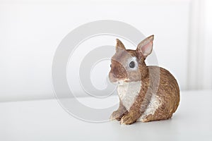 Ceramic figurine of bunnyIsolated on white background. Close-up of brown statuette of an Easter bunny. Porcelain bunnie. Easter de