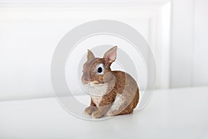 Ceramic figurine of rabbit  Isolated on white background. Close-up of brown statuette of an Easter bunny. Porcelain bunnie. Easter