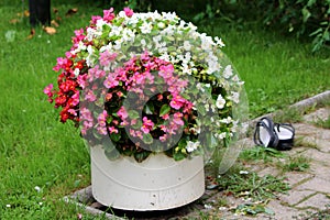 Ceramic flower pot with bright white red and violet begonia flowers surrounded with uncut grass and stone sidewalk tiles