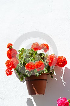 Ceramic flower pot with flowers hung on the wall, decorating the urban space