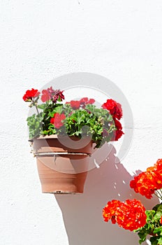 Ceramic flower pot with flowers hung on the wall, decorating the urban space