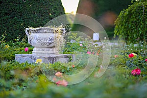 Ceramic flower pot surrounded by roses plants at Park of Roses, Timisoara