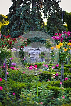 Ceramic flower pot surrounded by roses plants at Park of Roses, Timisoara