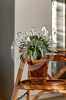 Ceramic flowerpot with snowdrops on background of folding wooden ladder