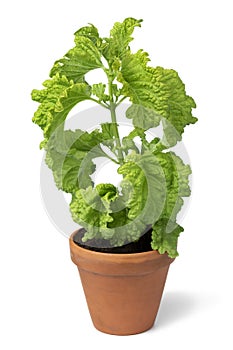 Ceramic plant pot with Basil Green Ruffles plant on white background photo