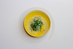 Ceramic plate with microgreen arugula sprouts isolated on white wooden background. Top view, close-up. Microgreens