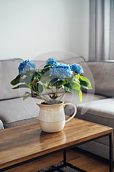 Ceramic pot with blue hydrangea flowers bouquet on coffee table with blurred background of modern cozy light living room