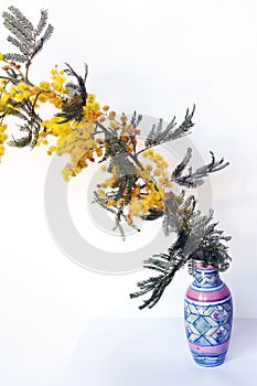 Ceramic pot with a flowering branch of mimosa.