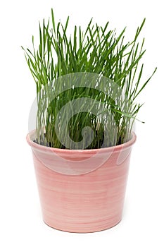Ceramic pot with green herb