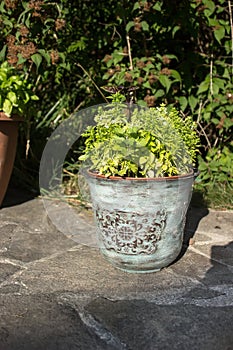 Ceramic pot with green plant herb on grey stone paving