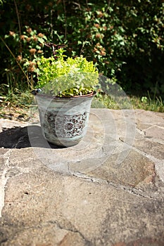 Ceramic pot with green plant herb on grey stone paving