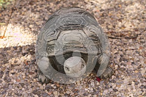Ceramic turtle on the floor