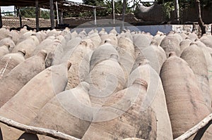 Ceramic vessels used in the production of Peruvian Pisco and wine at vineyards near Ica.