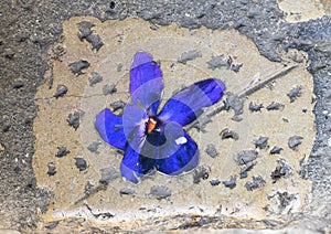 Ceramic violet imbedded in a cobblestone in the `Violet village`, Tourrettes sur Loup in Provence, France