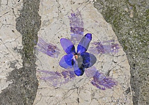 Ceramic violet imbedded in a cobblestone in the `Violet village`, Tourrettes sur Loup in Provence, France