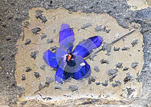 Ceramic violet imbedded in a cobblestone in the `Violet village`, Tourrettes sur Loup in Provence, France photo