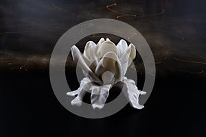 Ceramic white rose with long exposure lights.
