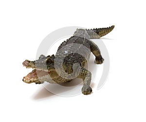 Ceramics crocodile isolated on white photo