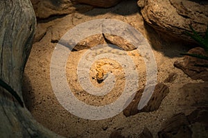 Cerastes cerastes, commonly known as the Saharan horned viper or the horned desert viper