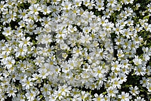 Cerastium Aetneum In Etna Park, Sicily