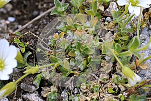 Cerastium alpinum var. lanatum - wild plant