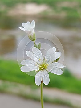 Cerastium Arvense