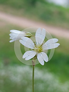 Cerastium Arvense