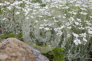 Cerastium caryophyllaceae flowers blossom among stones cute spring natural background