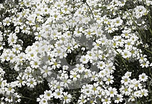 Cerastium is a genus of annual plants belonging to the family Caryophyllaceae. They are commonly called mouse-ear chickweed photo