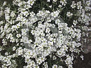 Cerastium tomentosum  in bloom