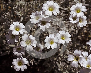 Cerastium tomentosum flowers
