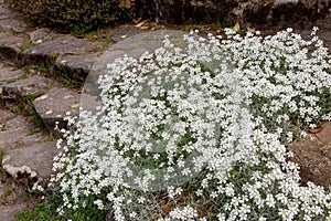Cerastium tomentosum or snow-in-summer white flowers photo