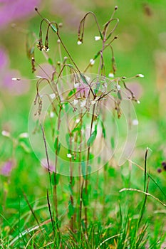 Cerastium Wildflower photo