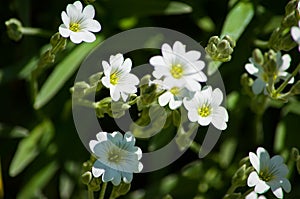 Cerastium, Yaskolka White flowers, grey-green foliage, groundcover. Floral background, Small delicate flowers. Yaskolka felt