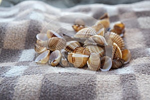 Cerastoderma edule common cockle empty seashells on sandy beach, simplicity background pattern in daylight on the blanket