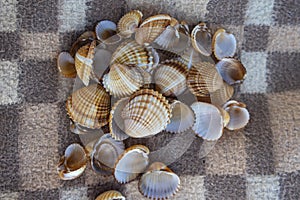 Cerastoderma edule common cockle empty seashells on sandy beach, simplicity background pattern in daylight on the blanket